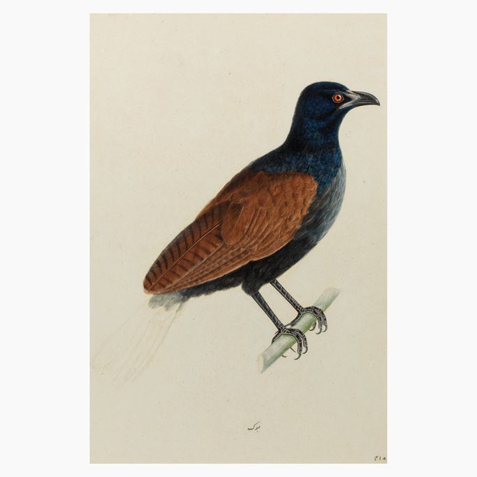 A Study of a Greater Coucal (Centropus sinensis) | MasterArt